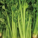 Celery Tall Utah Vegetable Heirloom Non Gmo 2000 Seeds for Garden Planting