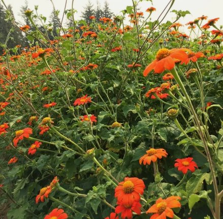 Mexican Sunflower Tithinia Torch Flower Vegetable Heirloom Non Gmo 50 Seeds for Garden Planting