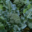 Broccoli Green Sprouting Calabrese Vegetable Heirloom Non Gmo 600 Seeds for Garden Planting Broccoli Green Sprouting Calabrese Vegetable Heirloom Non Gmo 600 Seeds for Garden Planting