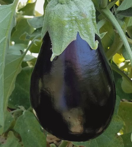 Eggplant Black Beauty Vegetable Heirloom Non Gmo 200 Seeds for Garden Planting