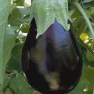 Eggplant Black Beauty Vegetable Heirloom Non Gmo 200 Seeds for Garden Planting