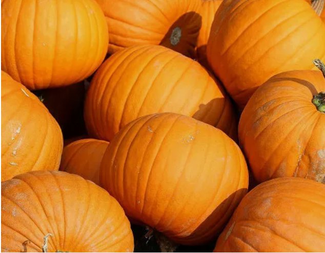 Jack O Lantern Pumpkin HalloweenVegetable Heirloom Non Gmo 20 Seeds for Garden Planting