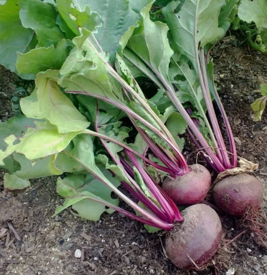 Detroit Dark Red Beet Vegetable Heirloom 200  Seeds for Garden Planting