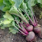 Detroit Dark Red Beet Vegetable Heirloom 200  Seeds for Garden Planting