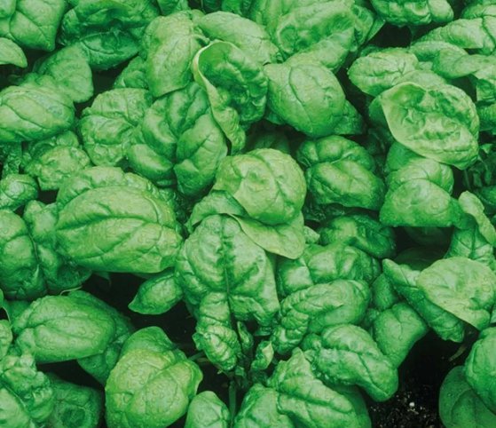 Spinach Bloomsdale Dark Green Vegetable Heirloom 150 Seeds for Garden Planting