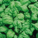 Spinach Bloomsdale Dark Green Vegetable Heirloom 150 Seeds for Garden Planting