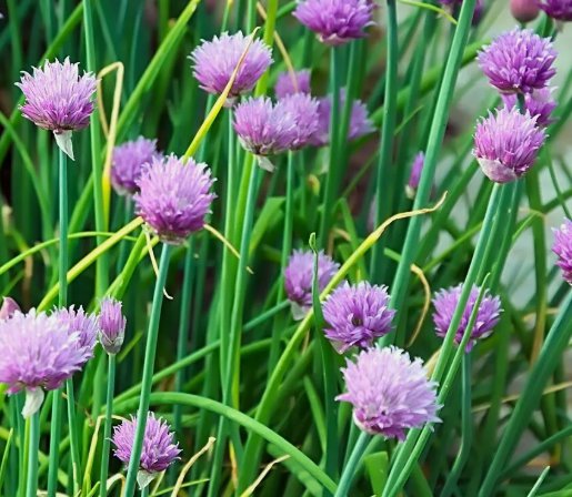 Chives Common Onion Herb Vegetable Heirloom 400 Seeds for Garden Planting