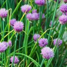 Chives Common Onion Herb Vegetable Heirloom 400 Seeds for Garden Planting