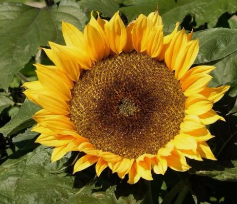 Sunflower Dwarf Sunspot Yellow Flower Vegetable Heirloom 50 Seeds for Garden Planting