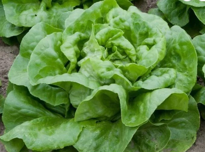 Butter Crunch Lettuce Butterhead  Vegetable Heirloom 600 Seeds for Garden Planting