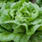 Butter Crunch Lettuce Butterhead  Vegetable Heirloom 600 Seeds for Garden Planting