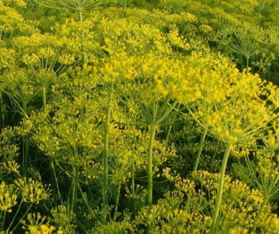 Dill Dukat Anethum Graveolens Herb Spice Culinary Vegetable Heirloom 500 Seeds for Garden Planting