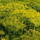 Dill Dukat Anethum Graveolens Herb Spice Culinary Vegetable Heirloom 500 Seeds for Garden Planting