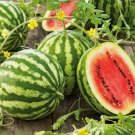 Watermelon Crimson Sweet Fruit Melon Vegetable Heirloom 50 Seeds for Garden Planting