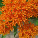 Butterfly Milkweed Flower Asclepias Tuberosa Vegetable Heirloom 30 Seeds for Garden Planting