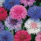Bachelor Button Polka Dot Mix Flower Mixed Colors Vegetable Heirloom 250 Seeds for Garden Planting Bachelor Button Polka Dot Mix Flower Mixed Colors Vegetable Heirloom 250 Seeds for Garden Planting