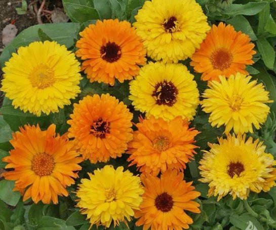 Calendula Pacific Beauty Mix Vegetable Heirloom 100 Seeds for Garden Planting