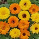 Calendula Pacific Beauty Mix Vegetable Heirloom 100 Seeds for Garden Planting