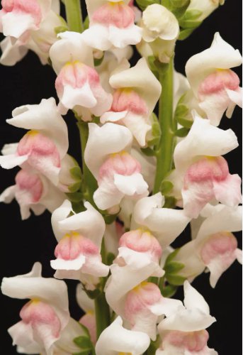 Snapdragon Maryland Appleblossom Per Packet Vegetable Heirloom 25 Seeds for Garden Planting