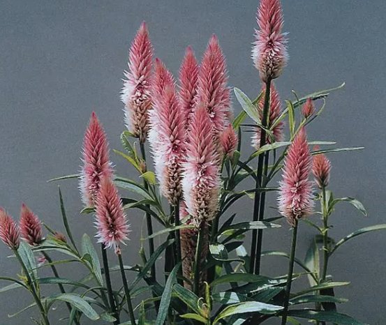 Celosia Flamingo Feather Vegetable Heirloom 25 Seeds for Garden Planting