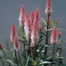 Celosia Flamingo Feather Vegetable Heirloom 25 Seeds for Garden Planting