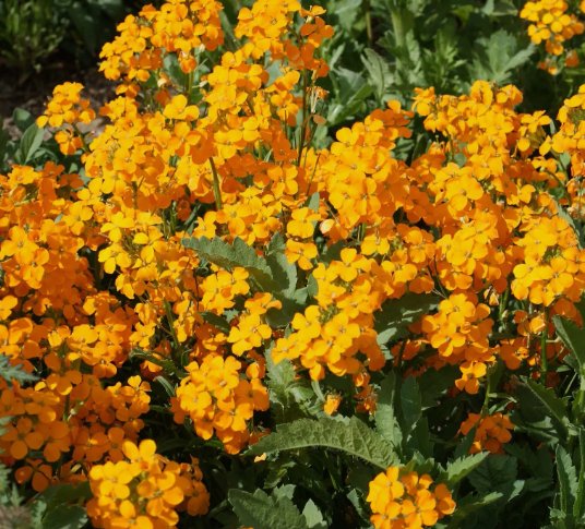 Siberian Wallflower Vegetable Heirloom 100 Seeds for Garden Planting