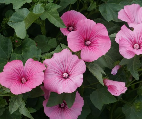 Tree Mallow Pink Vegetable Heirloom 100 Seeds for Garden Planting