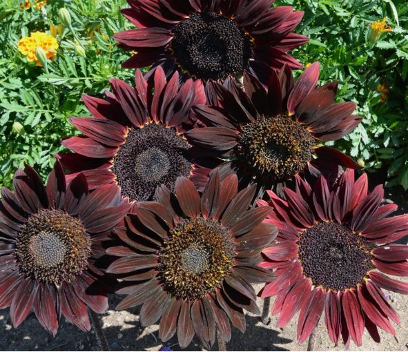 Sunflower Chocolate Cherry Vegetable Heirloom 50 Seeds for Garden Planting