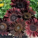 Sunflower Chocolate Cherry Vegetable Heirloom 50 Seeds for Garden Planting