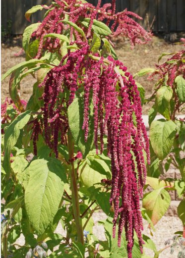 Amaranthus Love Lies Bleeding Vegetable Heirloom 100 Seeds for Garden Planting