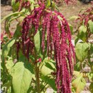 Amaranthus Love Lies Bleeding Vegetable Heirloom 100 Seeds for Garden Planting