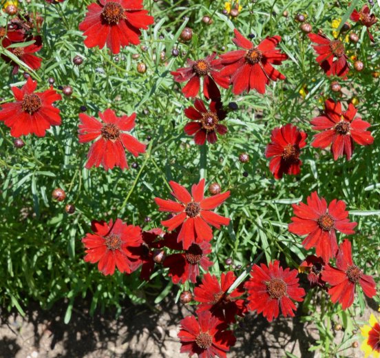 Coreopsis Dwarf Red Plains Vegetable Heirloom 100 Seeds for Garden Planting