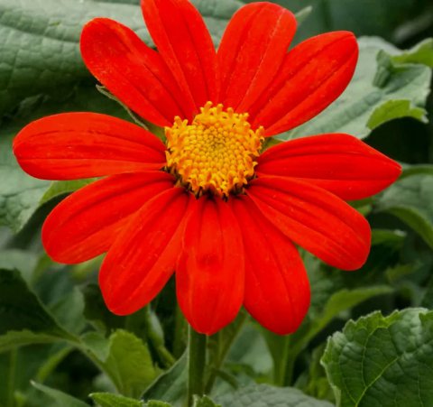 Mexican Sunflower Tithonia Vegetable Heirloom 50 Seeds for Garden Planting