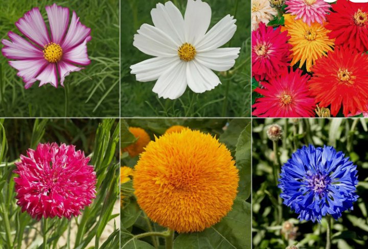 Pearlie's Cut Flower Garden Vegetable Heirloom 100 Seeds for Garden Planting