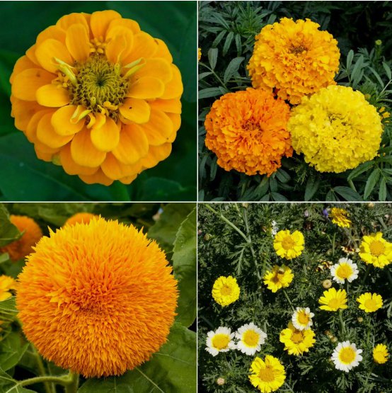 Sunny Day Flower Vegetable Heirloom 100 Seeds for Garden Planting