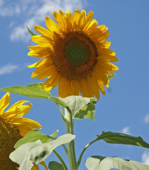Sunflower Grey Stripe Vegetable Heirloom 50 Seeds for Garden Planting