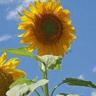Sunflower Grey Stripe Vegetable Heirloom 50 Seeds for Garden Planting Sunflower Grey Stripe Vegetable Heirloom 50 Seeds for Garden Planting
