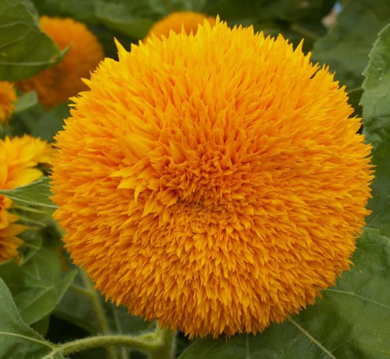 Sunflower Dwarf Sungold Vegetable Heirloom 50 Seeds for Garden Planting
