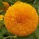 Sunflower Dwarf Sungold Vegetable Heirloom 50 Seeds for Garden Planting