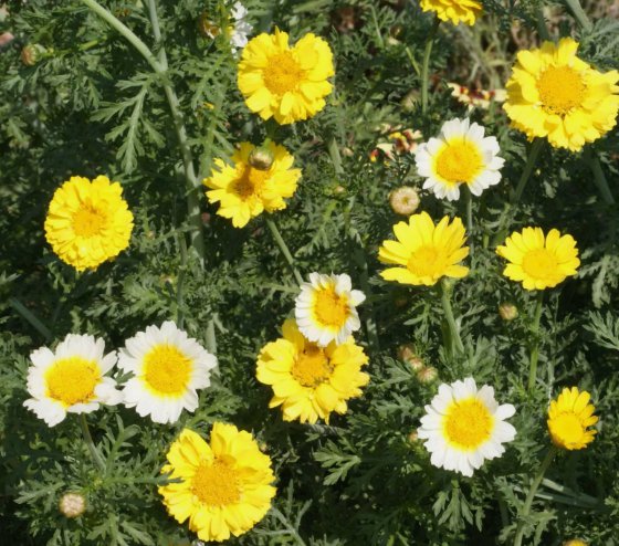 Daisy Garland, Vegetable Heirloom 100 Seeds for Garden Planting