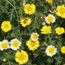 Daisy Garland, Vegetable Heirloom 100 Seeds for Garden Planting
