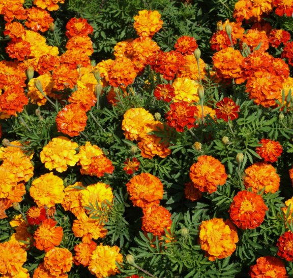 French Marigold Sparky Mix Vegetable Heirloom 100 Seeds for Garden Planting