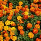 French Marigold Sparky Mix Vegetable Heirloom 100 Seeds for Garden Planting