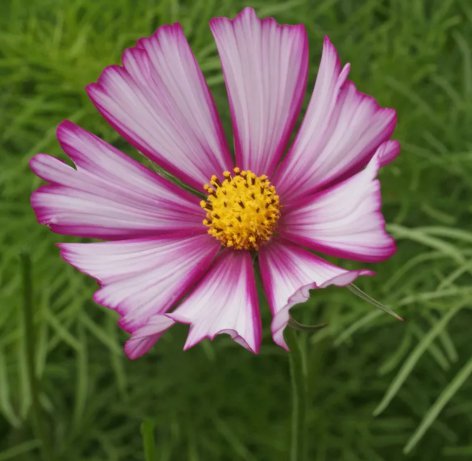 Cosmos Picotee Vegetable Heirloom 100 Seeds for Garden Planting
