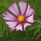 Cosmos Picotee Vegetable Heirloom 100 Seeds for Garden Planting
