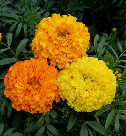 African Marigold Crackerjack Vegetable Heirloom 100 Seeds for Garden Planting