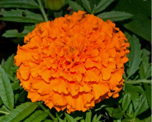 African Marigold Hawaii Vegetable Heirloom 100 Seeds for Garden Planting