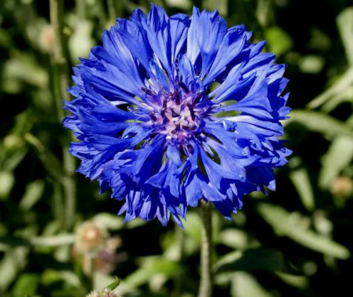 Cornflower Tall Blue, Vegetable Heirloom 100 Seeds for Garden Planting