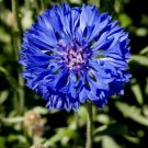 Cornflower Tall Blue, Vegetable Heirloom 100 Seeds for Garden Planting