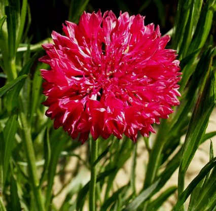 Cornflower Tall Red Vegetable Heirloom 100 Seeds for Garden Planting